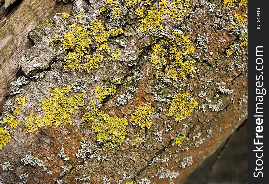 Various Lichen on tree trunk