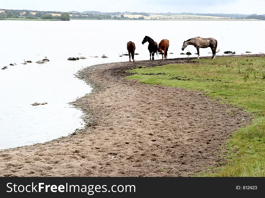 Danish horses on a field in the summer