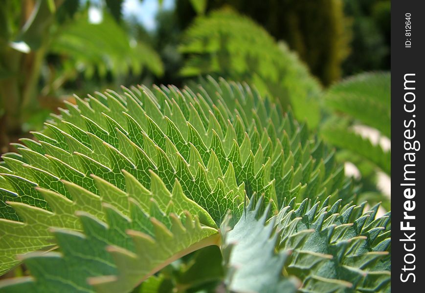 Detail of a leaf of a palm-tree like plant. Detail of a leaf of a palm-tree like plant
