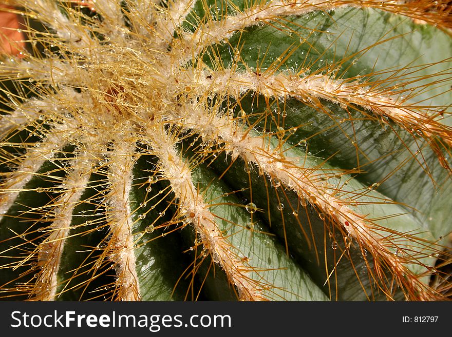 Globular Cactus
