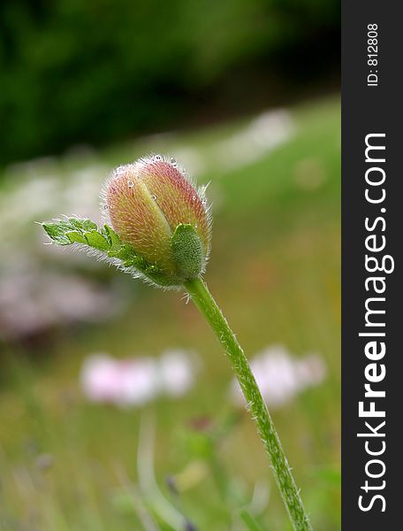 Fresh spring poppy pod with dainty dew droplets. Fresh spring poppy pod with dainty dew droplets