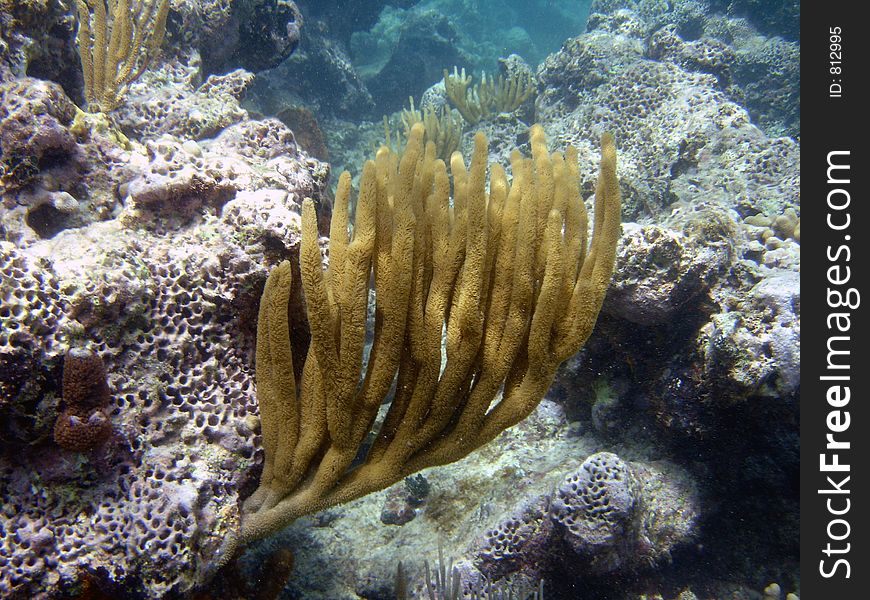 A shot underwater of a sea plant. A shot underwater of a sea plant