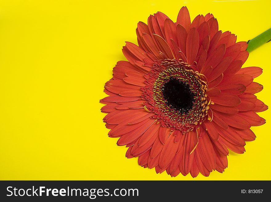 Orange gerbera on yellow background