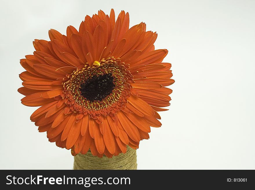 Orange gerbera in a vase against white background