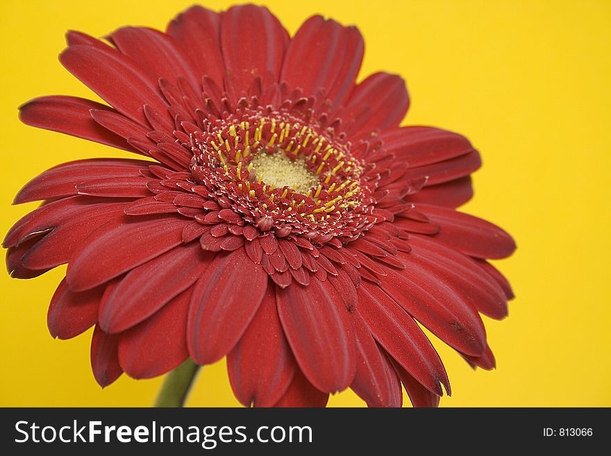 Red gerbera on yellow background