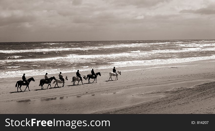 Danish horses on the beach