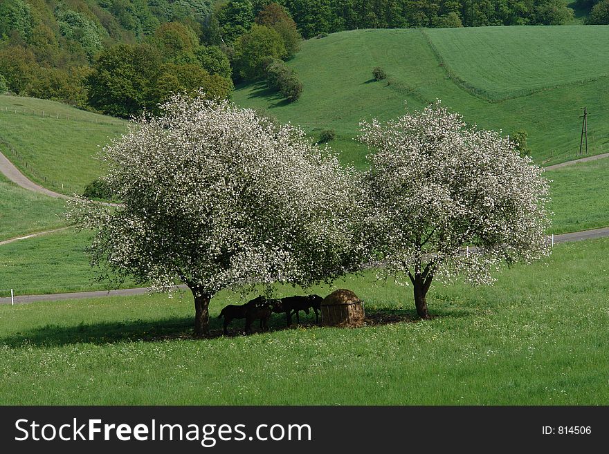 Even in spring horses use these two trees to protect themselves from the sun. Even in spring horses use these two trees to protect themselves from the sun.