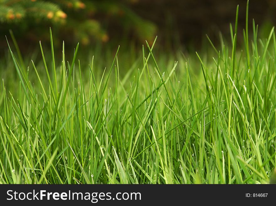 Closeup of green grass, with pinetree blurry in the background