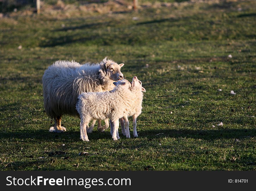 Two lambs nuzzling each other with mother in background