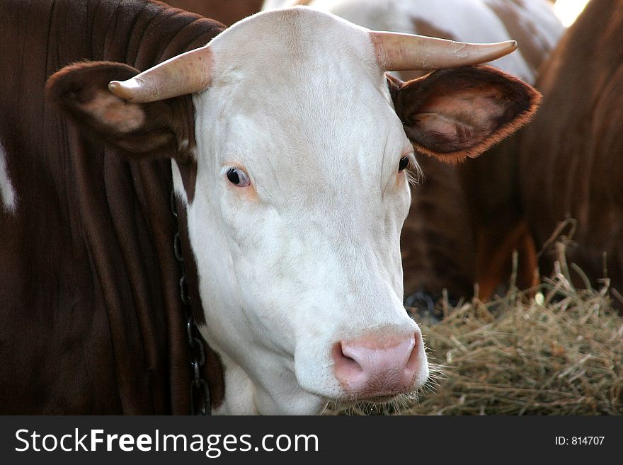 Cow in the farm--close up of the face showing texture of coat. Cow in the farm--close up of the face showing texture of coat