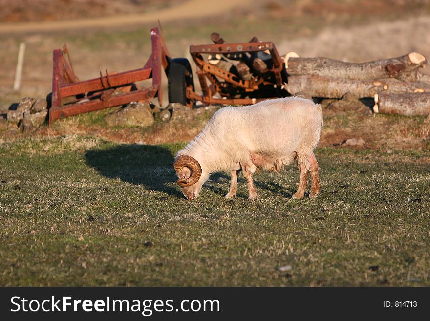 A ram grazing in a field all by himself, old rusty farm equipment in the background. A ram grazing in a field all by himself, old rusty farm equipment in the background