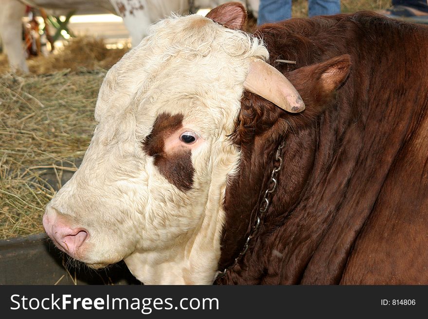 Thumping bullock in farm