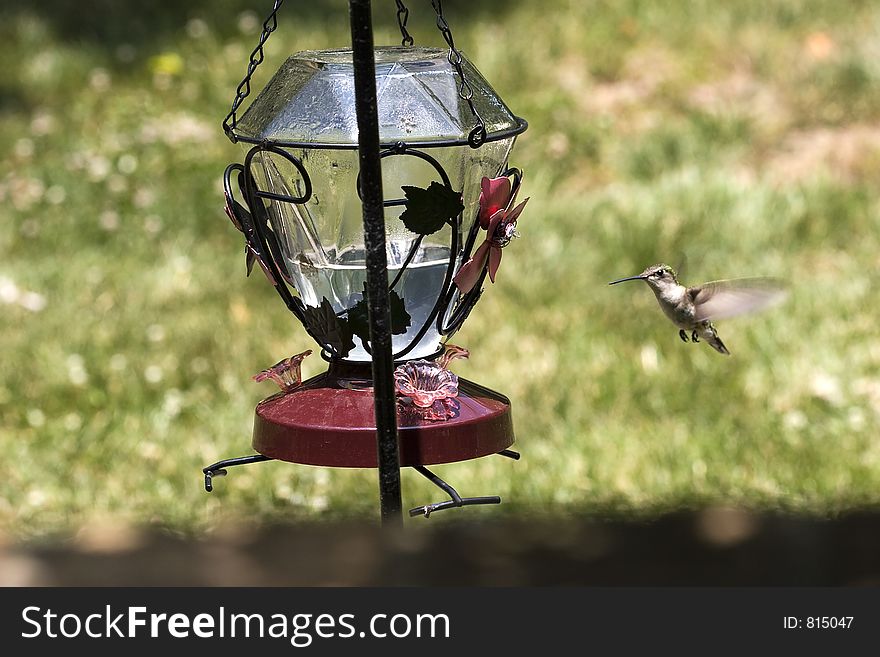 Female Ruby Throated Hummingbird at a Feeder. Female Ruby Throated Hummingbird at a Feeder