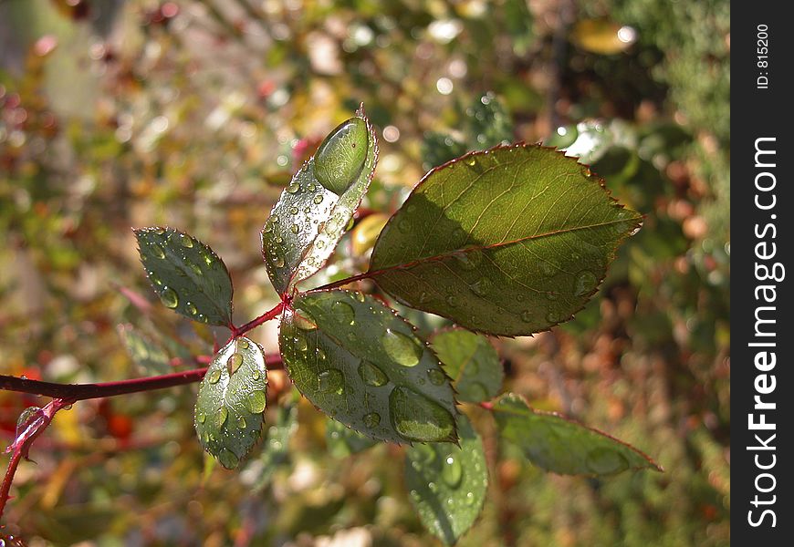 Rosa Chionistrae leaf, Rose