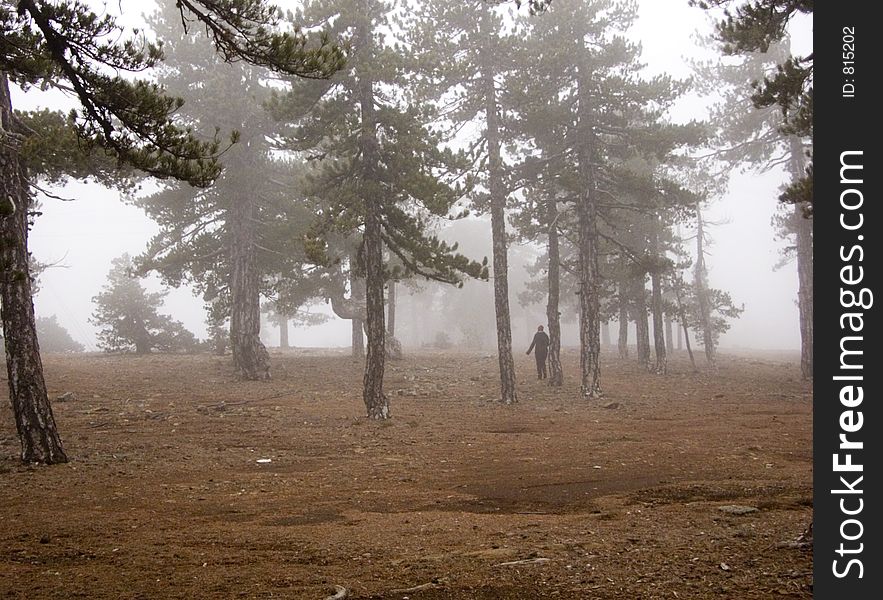 On a misty forest just before snow starts falling! From Toodos mountain Cyprus.