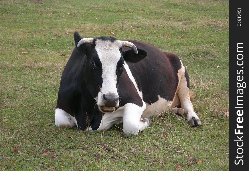 The cow laying on a meadow. The cow laying on a meadow