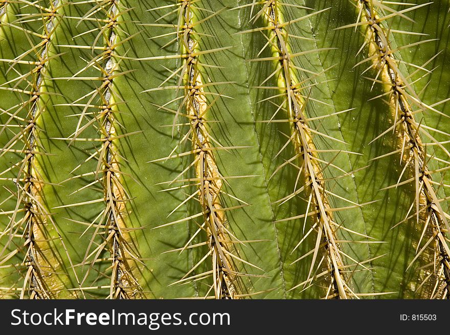 Closeup of Echinocactus Gusonii with thorns. Closeup of Echinocactus Gusonii with thorns