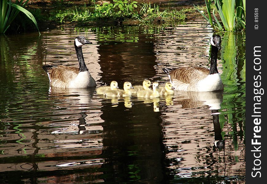 Family Of Geese Swimming