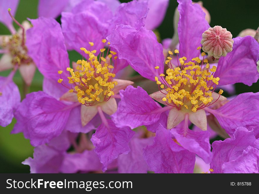 Purple Flowers In Bloom