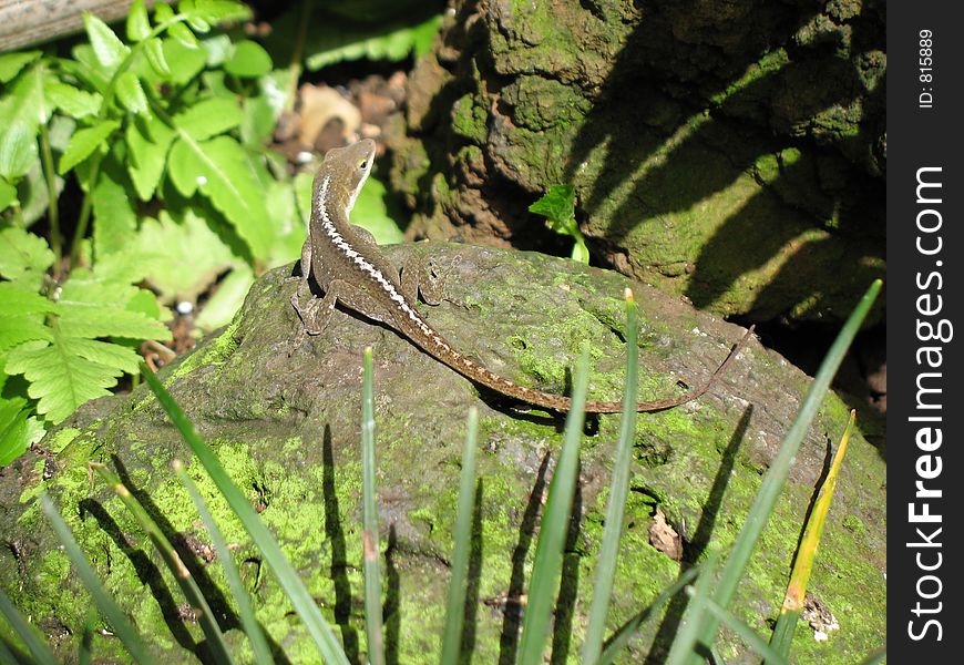Lizard on a rock in Maui