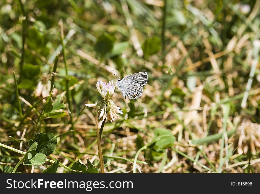 Eastern Tailed-Blue Butterfly on Clover