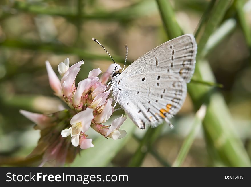 Close-up of Eastern-Tailed Blue Butterfly on Clover