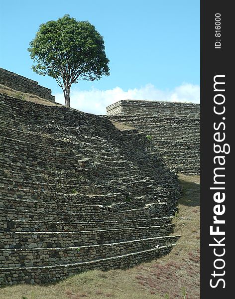 Small Tree Atop Mayan Ruins of Mixco Viejo, Guatemala