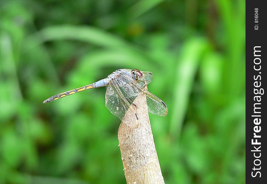 Drogon Fly in Sri Lanka