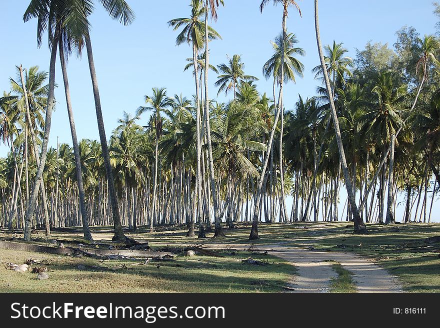 A tropical beach heavily planted with coconuts. A tropical beach heavily planted with coconuts