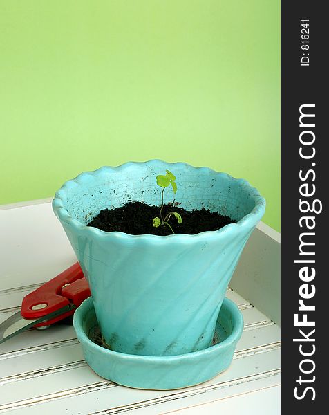 Blue flower pot with growing seedling; growth; gardening; arrival of spring. Blue flower pot with growing seedling; growth; gardening; arrival of spring