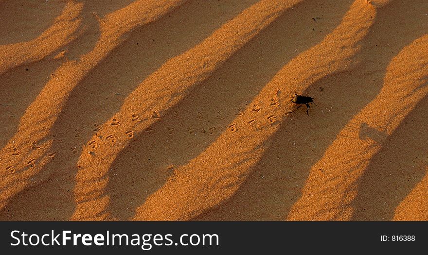 Footprints of beetle. Footprints of beetle