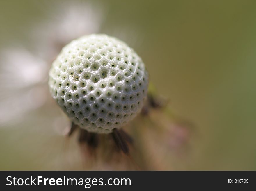 Dandelion less Seeds