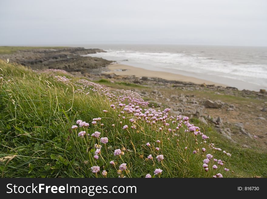 Hardy pink flower on a windy South Wales coastline. Armeria maritima. Hardy pink flower on a windy South Wales coastline. Armeria maritima.