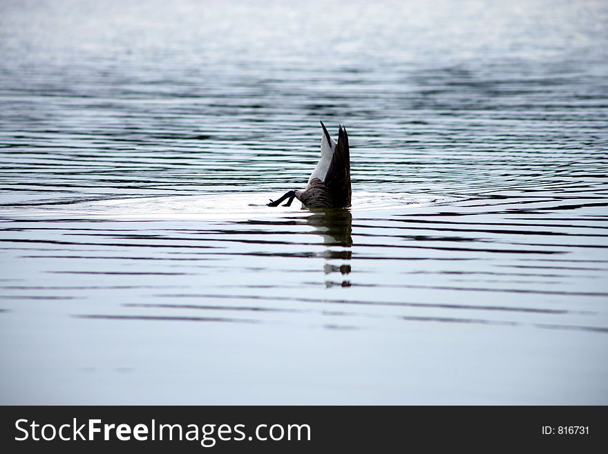 Diving duck, searching for some food.