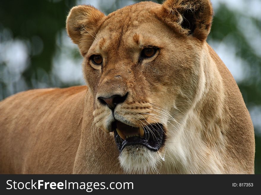 Lion (Panthera leo) portrait
