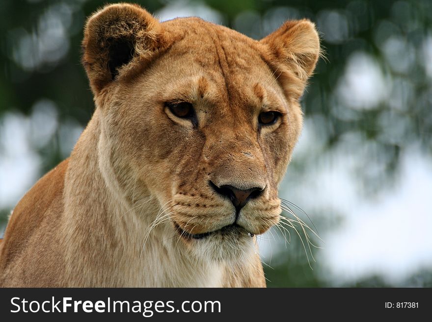 Lion (Panthera leo) portrait