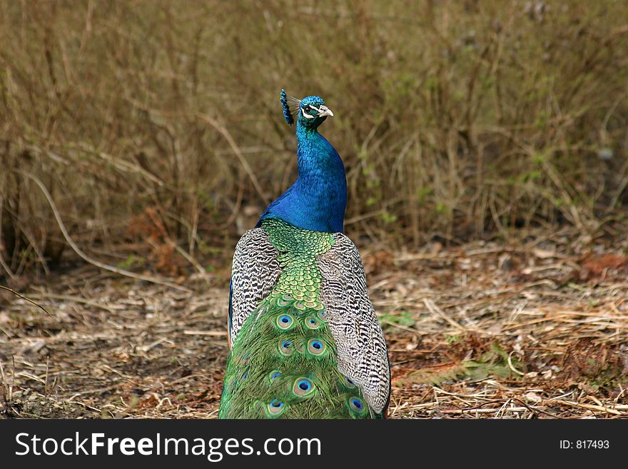 Indian Peafowl (Pavo cristatus) see from the backside in gardens of Chevetogne (Belgium) during the spring-time. Indian Peafowl (Pavo cristatus) see from the backside in gardens of Chevetogne (Belgium) during the spring-time