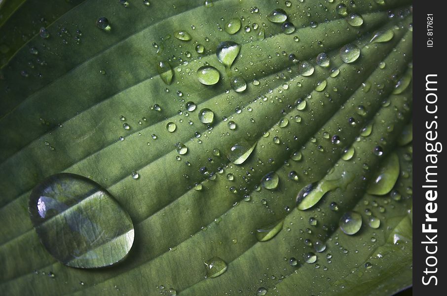 Waer droplets on a Hosta leaf. Waer droplets on a Hosta leaf