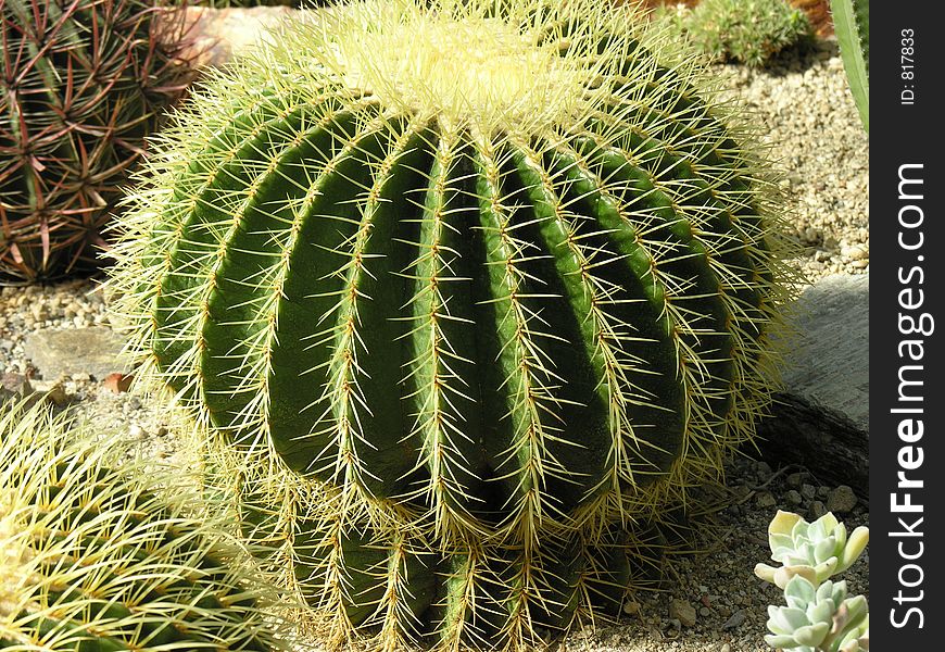 Spherical cactus, picture taken in the botanic garden of Munich