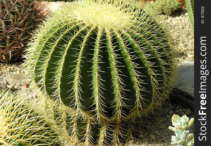 Spherical Cactus