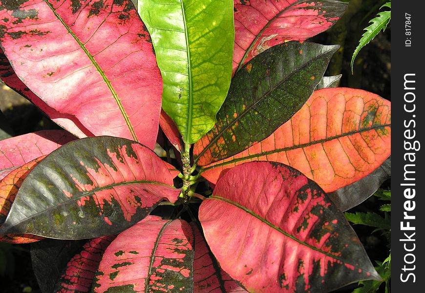 Colorful leaves of a tropic plant