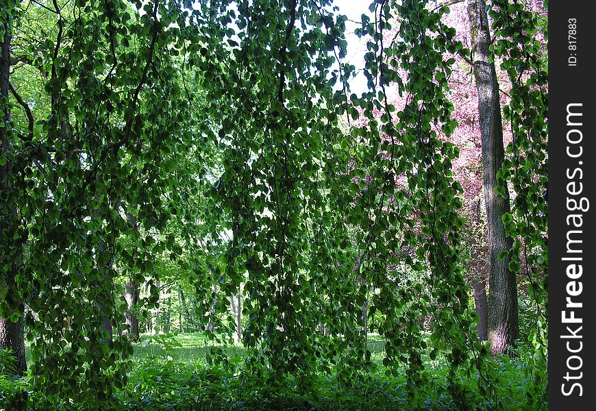 Curtain of leaves in a small forest