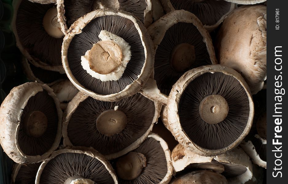 Close up view of several common brown edible mushrooms