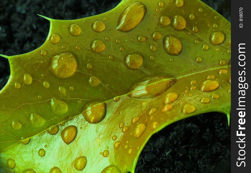 Raindrops on holly leaf