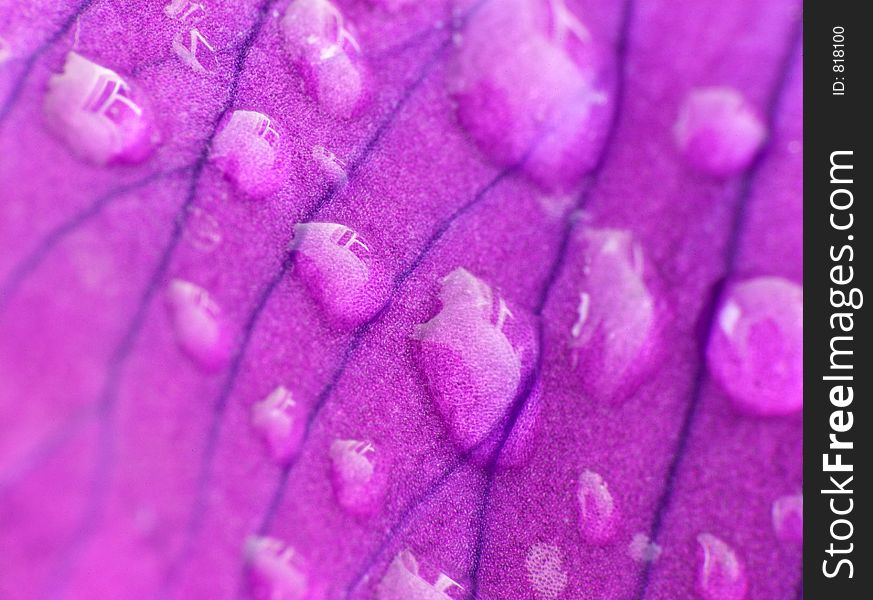 Raindrops on an iris petal