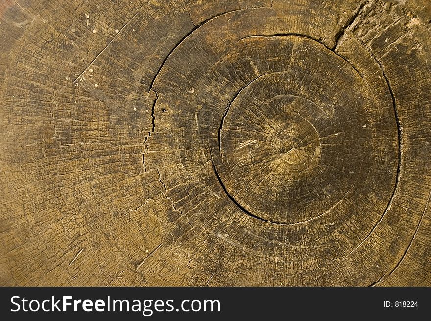Closeup phot of wood ring. Closeup phot of wood ring