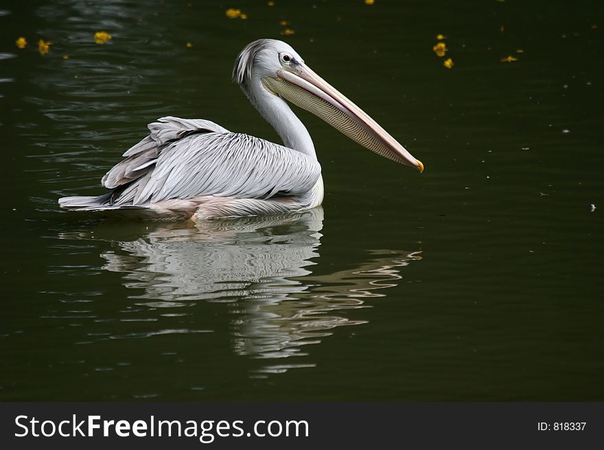 A lone pelican swimming by the banks of a lake