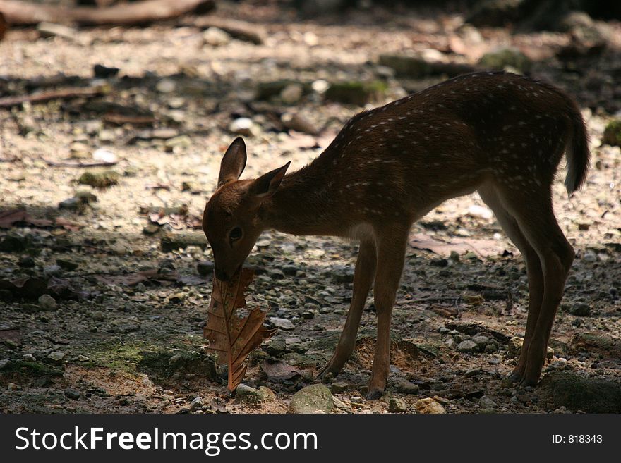 Backlit spotted deer