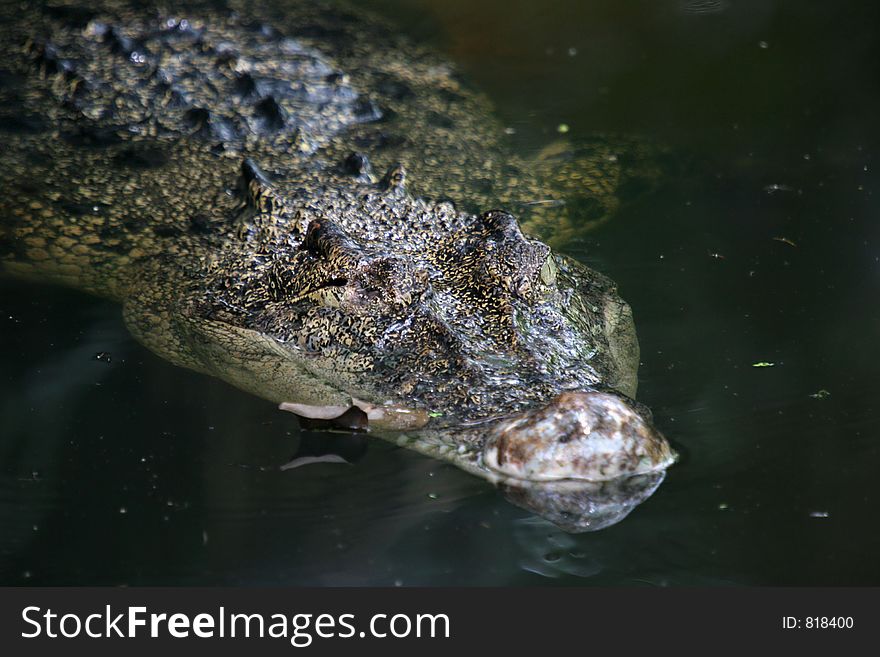 Floating crocodile