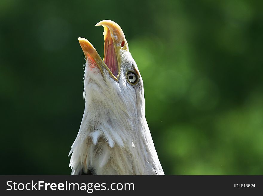 Bald Eagle calling to the sky. Bald Eagle calling to the sky